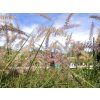 Pennisetum Karley Rose (4)