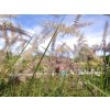 Pennisetum Karley Rose (3)