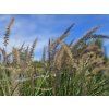 Pennisetum Karley Rose (1)