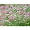 Dochan 'Karley Rose' - Pennisetum orientale 'Karley Rose' (Balení kontejner V2)