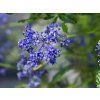 Ceanothus 'Concha' (3)