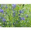 Ceanothus 'Concha' (4)