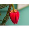 Crinodendron