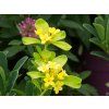 Daphne Royal Crown (2)
