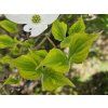 114493 drin kvetnaty sunset variegata