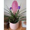 Tilandsie namodralá 'Anita'  Tillandsia cyanea 'Anita'