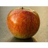 Jabloň 'Grávštýnské' - kontejner  Malus domestica 'Grávštýnské'