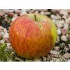 Jabloň 'Grávštýnské' - kontejner  Malus domestica 'Grávštýnské'