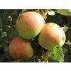 Jabloň sloupovitá 'Goldcats' - kontejner  Malus domestica 'Goldcats'