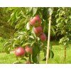 Jabloň sloupovitá 'Inese' - kontejner  Malus domestica 'Inese'