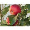 Jabloň sloupovitá 'Inese' - kontejner  Malus domestica 'Inese'