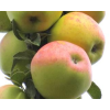 Jabloň sloupovitá 'Kordona' - kontejner  Malus domestica 'Kordona'