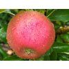 Jabloň sloupovitá 'Red Spring' - kontejner  Malus domestica 'Red Spring'