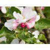 Jabloň sloupovitá 'Malücha' - kontejner  Malus domestica 'Malücha'