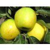 Jabloň sloupovitá 'Malücha' - kontejner  Malus domestica 'Malücha'