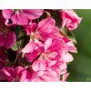 Jabloň sloupovitá 'Maypole' - kontejner  Malus domestica 'Maypole'
