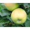 Jabloň sloupovitá 'Nataliuška' - kontejner  Malus domestica 'Nataliuška'