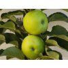 Jabloň sloupovitá 'Nataliuška' - kontejner  Malus domestica 'Nataliuška'
