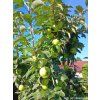 Jabloň sloupovitá 'President' - kontejner  Malus domestica 'President'