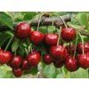 Třešeň 'Kasandra®'- kontejner  Prunus avium 'Kasandra'