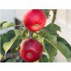 Jabloň sloupovitá 'Solo' - kontejner  Malus domestica 'Solo'
