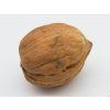 Ořešák 'Mars' - kontejner  Juglans regia 'Mars'