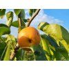 Asijská hrušeň 'Kosui'- kontejner  Pyrus pyrifolia 'Kosui'