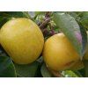 Asijská hrušeň 'Nijiseiki'- kontejner  Pyrus pyrifolia 'Nijiseiki'