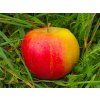 Jabloň 'Orangecrisp' - kontejner  Malus domestica 'Orangecrisp'