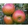 Jabloň 'Rubinstep' - kontejner  Malus domestica 'Rubinstep'
