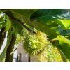Kaštan jedlý 'Maraval' - kontejner  Castanea sativa 'Maraval'
