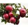 Jabloň 'Red Pigeon'  Malus domestica 'Red Pigeon'