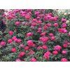 Růže 'Gartenprinzessin Marie-José®' (Balení kontejner C2)