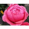 Růže 'Gartenprinzessin Marie-José®' (Balení kontejner C2)