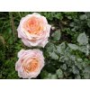 Růže 'Grossherzogin Luise®'  Rosa 'Grossherzogin Luise®'