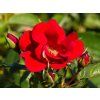 Rosa Matador (2)