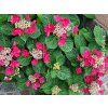 115834 2 hortenzie velkolista early pink