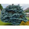 116014 2 smrk pichlavy blue diamond