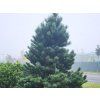 pinus 3