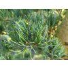 Pinus parviflora 'Negishi' (1)