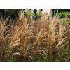 Miscanthus Ards Angel (2)
