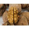 Ořešák 'Bohumil' - kontejner  Juglans regia 'Bohumil'