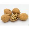 Ořešák 'Lake' - kontejner  Juglans regia ´Lake´
