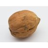 Ořešák 'Mars' - kontejner  Juglans regia 'Mars'