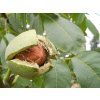 Ořešák 'Mars' - kontejner  Juglans regia 'Mars'