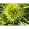 Kaštan jedlý 'Volou' - kontejner  Castanea sativa 'Volou'