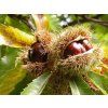 Kaštan jedlý 'Volou' - kontejner  Castanea sativa 'Volou'
