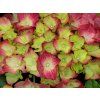 Hortenzie velkolistá 'Glossy Lips®'  Hydrangea macrophylla 'Glossy Lips®'
