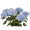 L2A7666 3162 04 21 Hi Mountain Geblauwd WEB2 980 980