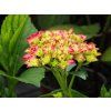 Hydrangea macrophylla Saxon Bright Red